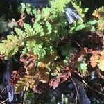 Woodsia ilvensis Fuelha