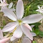 Hesperantha coccinea Blüte
