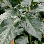 Rosa pendulina Hoja