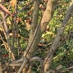 Ligustrum vulgare Rusca