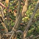 Ligustrum vulgare Bark