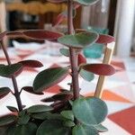 Peperomia verticillata Écorce