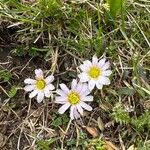 Callianthemum kernerianum Flower