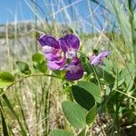 Lathyrus japonicusКвітка