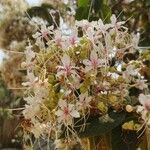 Clerodendrum infortunatum Blomma