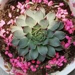 Sempervivum calcareum Лист