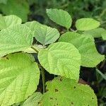 Cordia lutea Blad