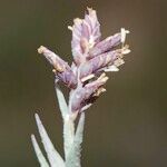 Aeluropus littoralis Fleur