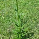 Lilium carniolicum Blad