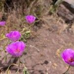 Cistanthe grandiflora 花