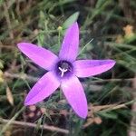 Campanula lusitanica Цветок