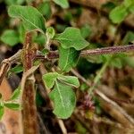 Achyranthes aspera Feuille