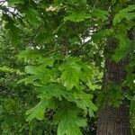 Quercus alba Blad