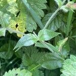 Silene dioica Leaf