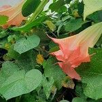 Brugmansia suaveolens Virág