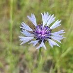 Centaurea cyanus花