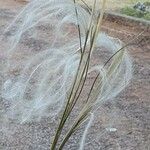 Stipa pennataFlower