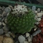 Mammillaria polytheleLeaf