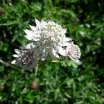 Astrantia majorFlor