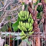 Musa × paradisiaca Fruit