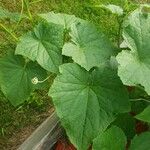 Cucumis sativus পাতা