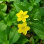 Lysimachia nemorumFlor