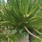 Araucaria columnarisLeaf