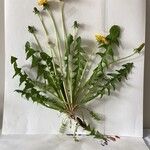 Taraxacum lamprophyllum Leaf