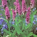 Dactylorhiza majalis Συνήθη χαρακτηριστικά