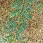 Indigofera suffruticosa ഇല