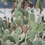 Opuntia microdasys Агульны выгляд