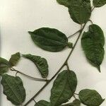 Sparattanthelium amazonum Other