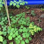 Thalictrum dioicum Folio