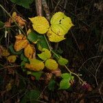 Rubus imbricatus ഇല