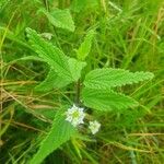 Lippia javanica Лист