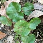 Galax urceolata Leaf