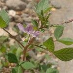 Cleome rutidosperma Flor