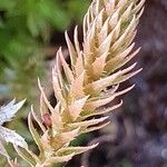 Selaginella selaginoidesЛист