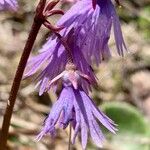 Soldanella alpina Flor