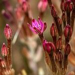Pistorinia hispanica Flower