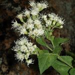 Ageratina herbacea 花