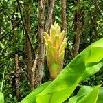 Hedychium flavescens Blomst