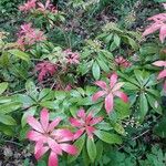 Pieris formosa Likasa