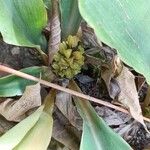 Chlorophytum stenopetalum Flor