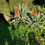 Aloe arborescensЦветок