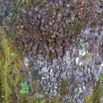 Quercus pubescens Écorce