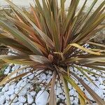 Phormium tenaxLeht