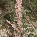 Amaranthus fimbriatus Blüte