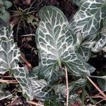 Arum italicum Leaf