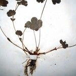 Alchemilla demissa List